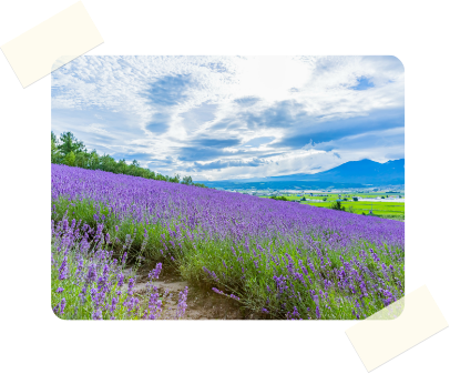 薫り立つ紫の絶景「富良野のラベンダー畑」